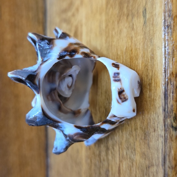 Natural Shell Ring Size 6 - Picture 3 of 5